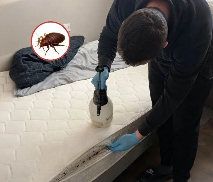 Technicien traitant un matelas contre les punaises de lit à Orgeval